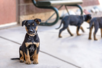 Black and Tan Brown Puppy German Shepherd Rottweiler Mix Young Dog Up for Adoption at Animal Shelter (Aspen, Colorado)