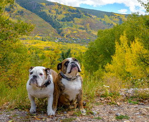 Two Cute Bulldogs Posing for Portrait - Female and Male Colorado Dogs in Autumn with Gold Aspen Leaves 