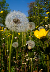 Taraxacum officinale