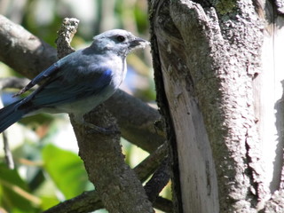 pajaro, huevo, naturaleza