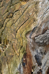 Fototapeta na wymiar texture of bark of a tree