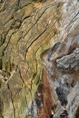 texture of bark of a tree