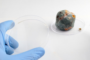 Hand in blue glove with an empty petri dish. Rotten moldy mandarin on the table. Laboratory analysis and research of fruit quality. Examination and biological test.