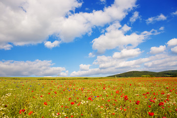 Poppies on blue sky background.