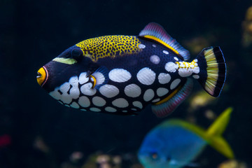 bright exotic motley fish