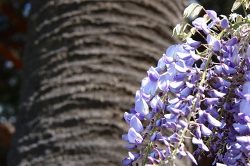 bunch of flower on wooden background