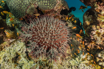 Coral reefs and water plants in the Red Sea, Eilat Israel