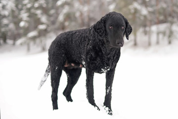 Black curly coated Retriever dog staying on a snowdrift in winter