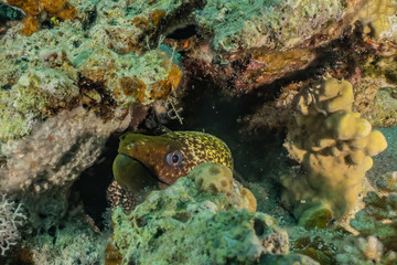 Moray eel Mooray lycodontis undulatus in the Red Sea, eilat israel