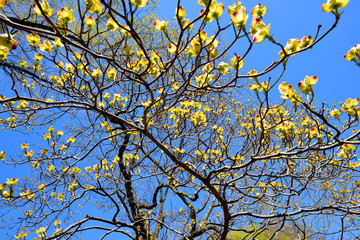 Flowering Dogwood in Early Spring
