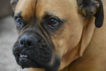 Fototapeta premium brown boxer dog close up portrait