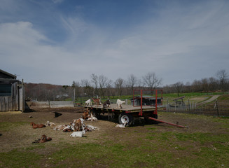Goats, Hudson Valley, NY