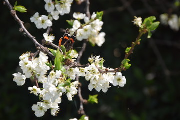 butterfly and blossom