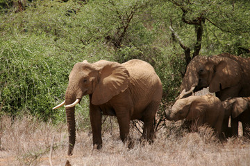 Fototapeta premium African Elephants in Kenya Africa