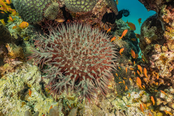 Coral reefs and water plants in the Red Sea, Eilat Israel