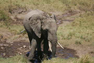 African Elephants in Kenya Africa