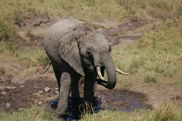 African Elephants in Kenya Africa