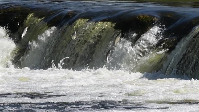 Fish jumping in waterfall in slow motion.
