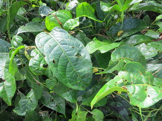 ayahuasca leaf