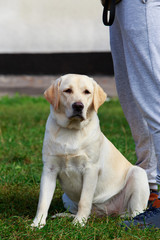 dog breed labrador retriever