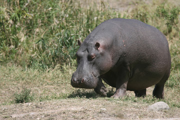 Hippopotamus or Hippo in Kenya Africa