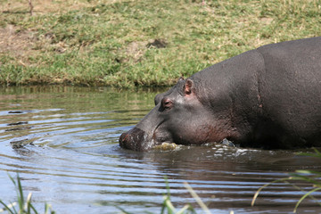 Hippopotamus or Hippo in Kenya Africa