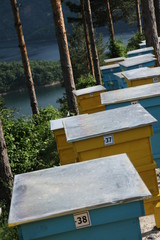 Bee hives in the forest