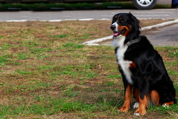 Bernese Mountain Dog