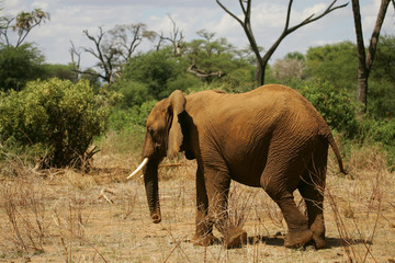 African Elephants in Kenya Africa