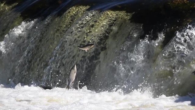 Fish jumping in waterfall in slow motion.