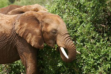 Naklejka na ściany i meble African Elephants in Kenya Africa