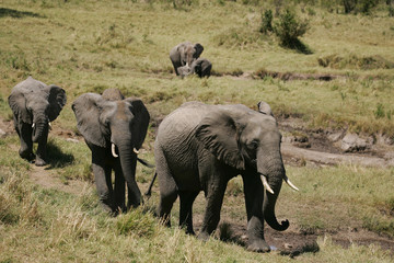 Obraz na płótnie Canvas African Elephants in Kenya Africa
