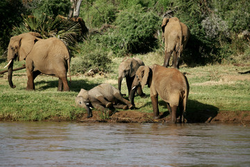 Fototapeta na wymiar African Elephants in Kenya Africa