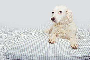 CUTE DOG LYING DOWN ON OWNER'S BED LOOKING AT CAMERA.