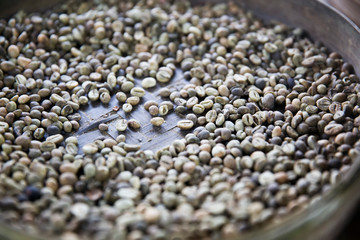 Raw Kopi Luwak coffee beans on coffee farm