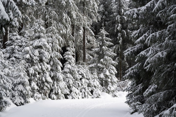 snow covered trees in Harz mountains national park