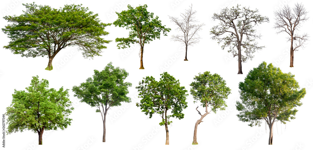 Poster big collecttion of tree on white background