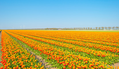 Field with flowers below a blue sky in sunlight in spring