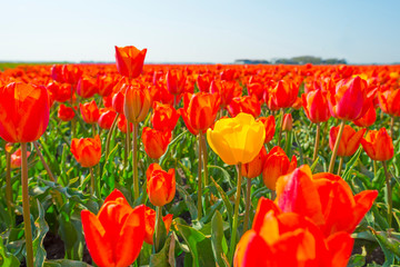 Field with flowers below a blue sky in sunlight in spring