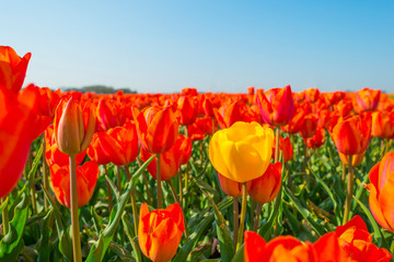 Field with flowers below a blue sky in sunlight in spring