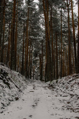 snowy road in winter forest sunset