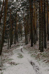 snowy road in winter forest sunset