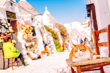 Orange chubby cat sitting on a wooden chair at the door of a traditional Italian house sunbathing.