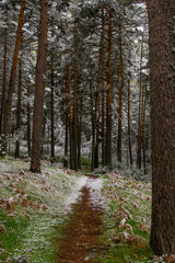 Obraz premium snowy road in winter forest sunset