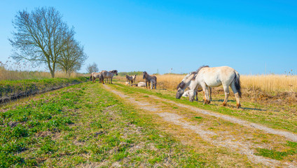 Horses in a field of a natural park in sunlight in spring © Naj