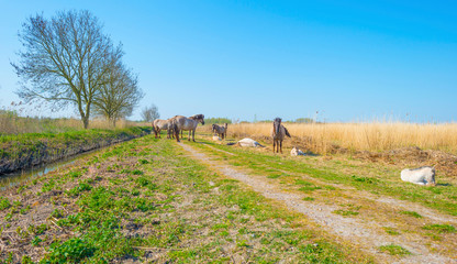 Horses in a field of a natural park in sunlight in spring © Naj