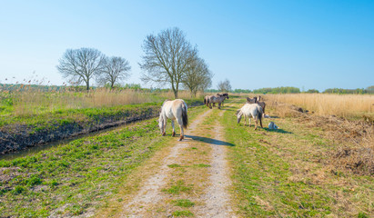 Horses in a field of a natural park in sunlight in spring © Naj