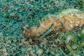 Sea ​​horse in the Red Sea Colorful and beautiful, Eilat Israel