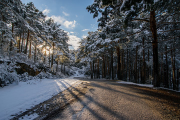 snowy road in winter forest sunset