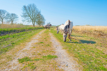 Horses in a field of a natural park in sunlight in spring © Naj
